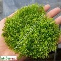 Riccia fluitans /  Riccia Moss 5 gram