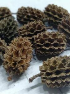 Casuarina Kozalağı 25'li Paket ÖN SİPARİŞ