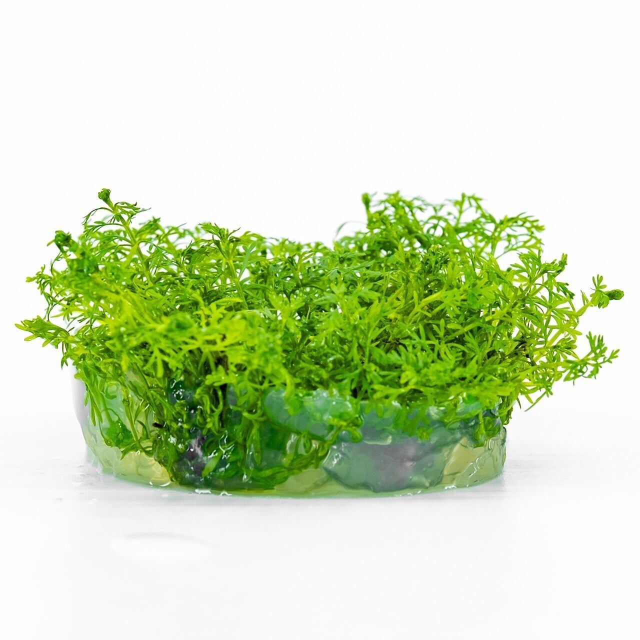 Myriophyllum snowflake EX VITRO