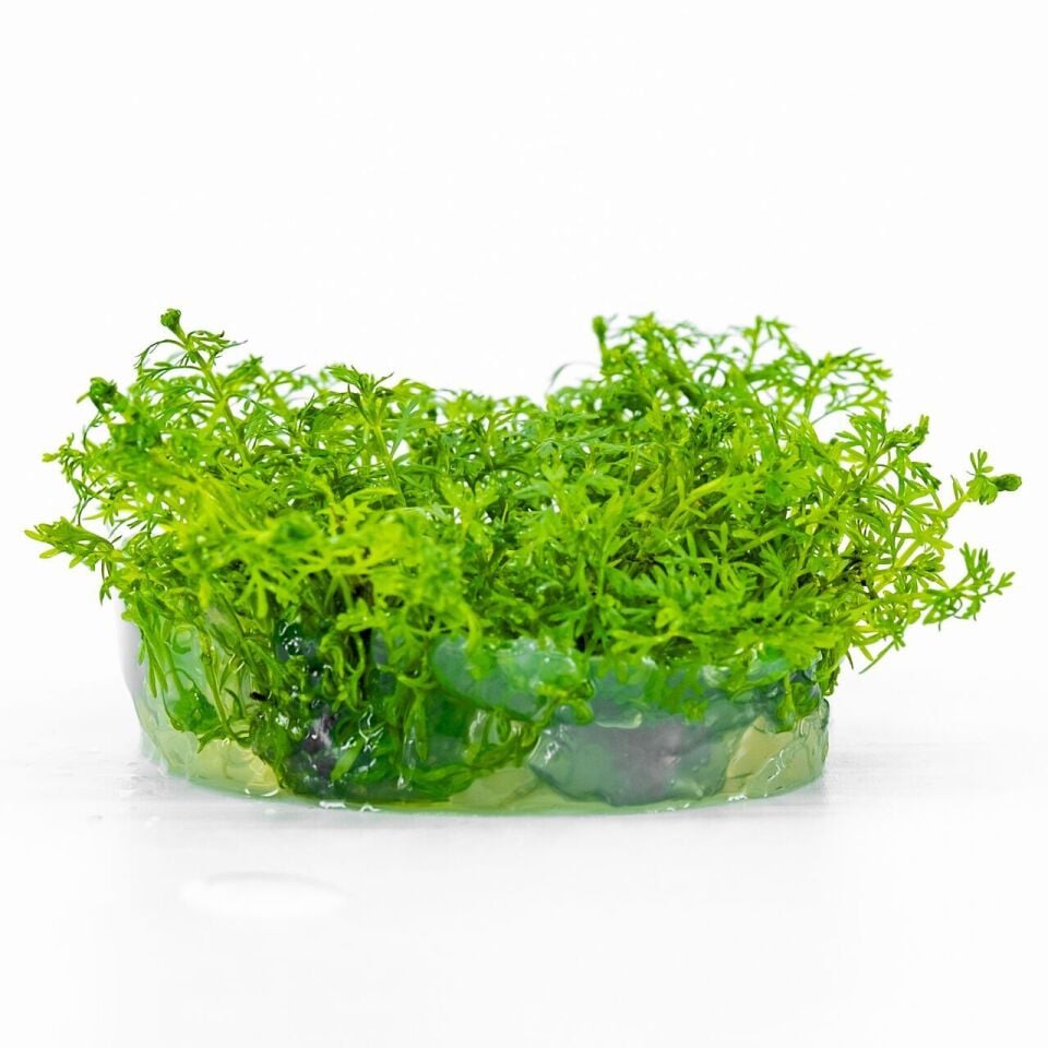 Myriophyllum snowflake EX VITRO