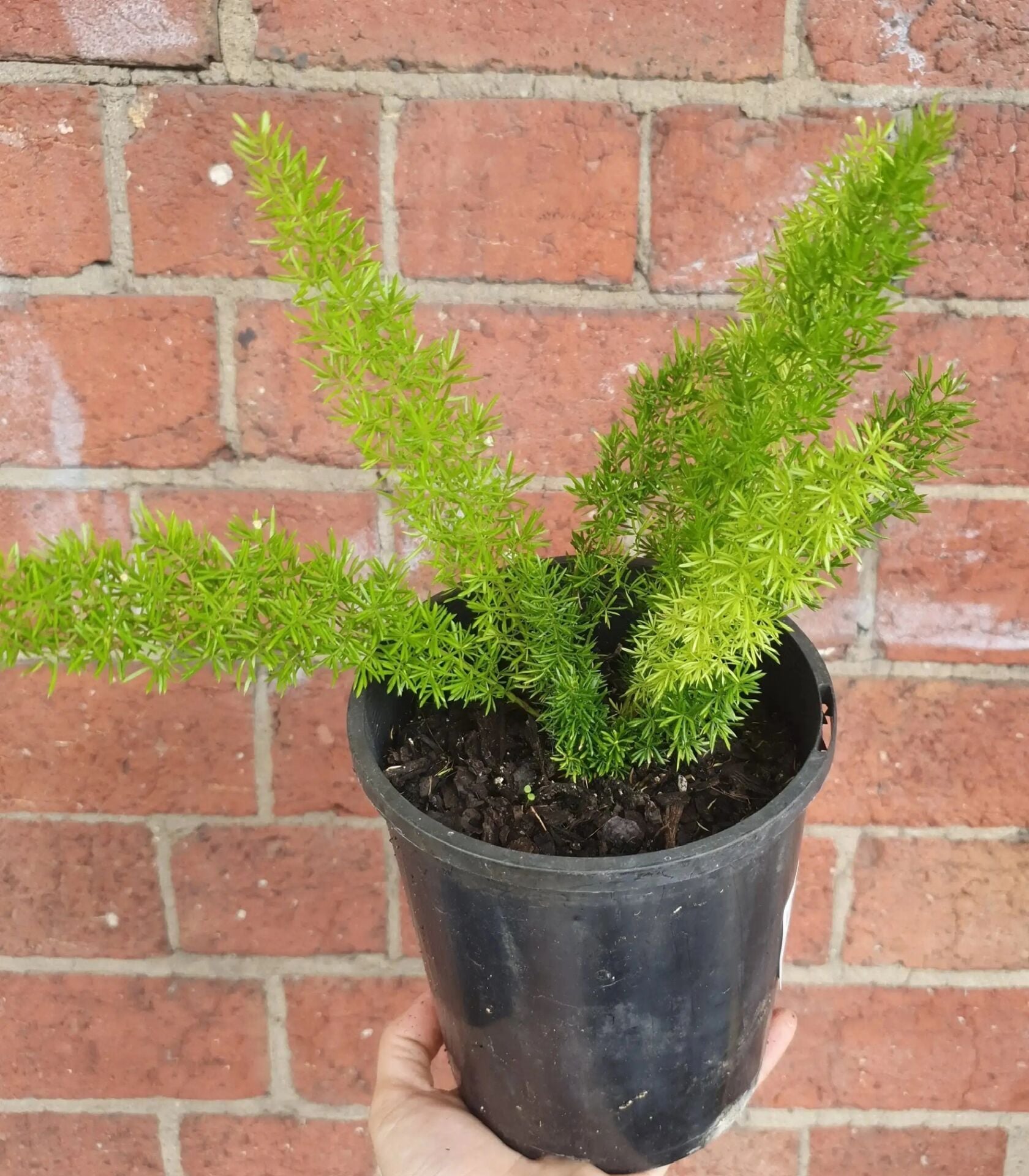 Asparagus meyeri