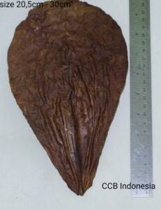 Catappa Yaprağı 10'lu Paket Büyük Boy 21-25 cm ÖN SİPARİŞ
