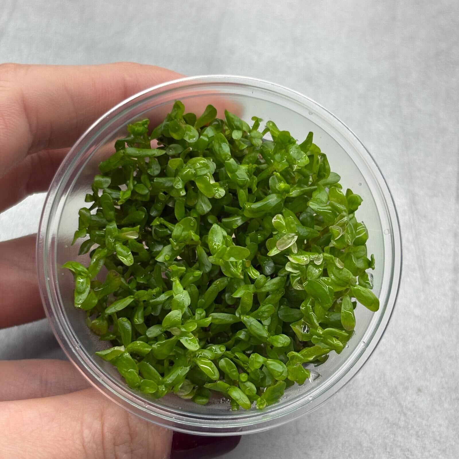 Rotala BSD EX VITRO