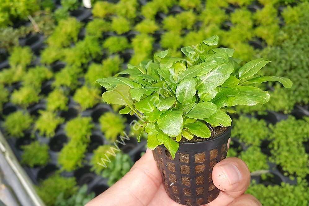 Rorippa aquatica BUKET