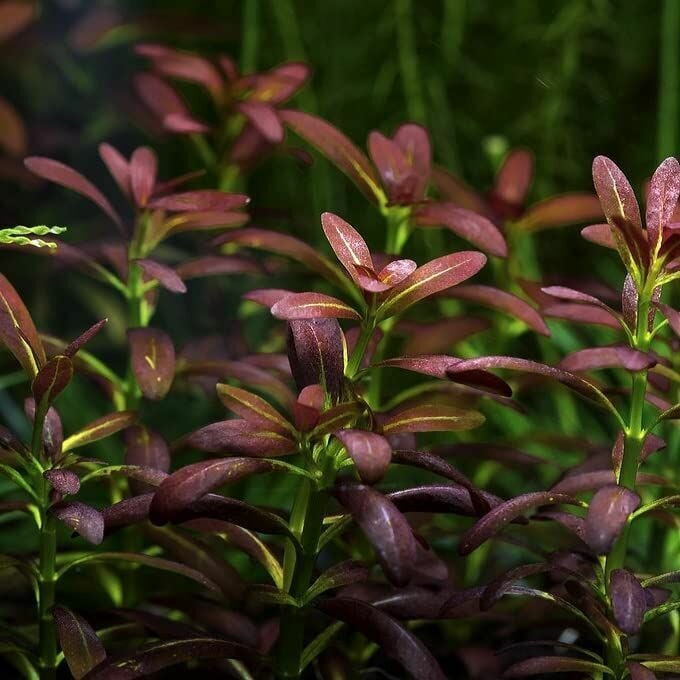 Rotala ramosior SUNSET EX VITRO