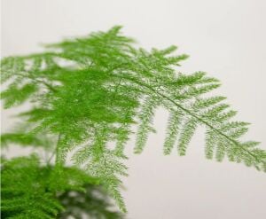Asparagus plumosus İTHAL BUKET