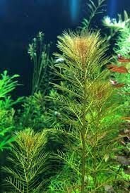 Myriophyllum tuberculatum EX VITRO