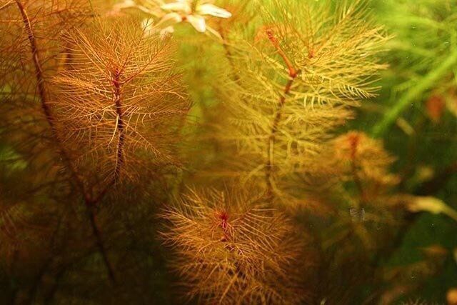 Myriophyllum tuberculatum EX VITRO
