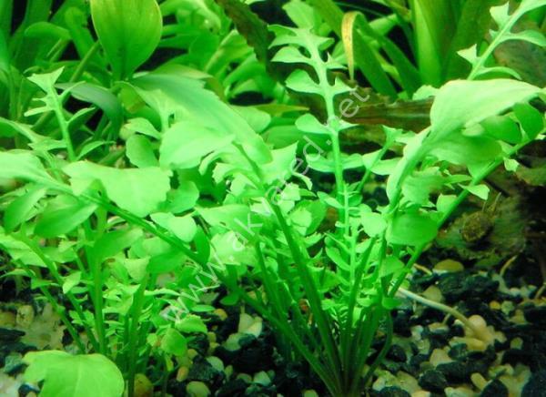 Rorippa aquatica ADET