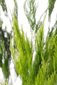 Asparagus pyramidalis