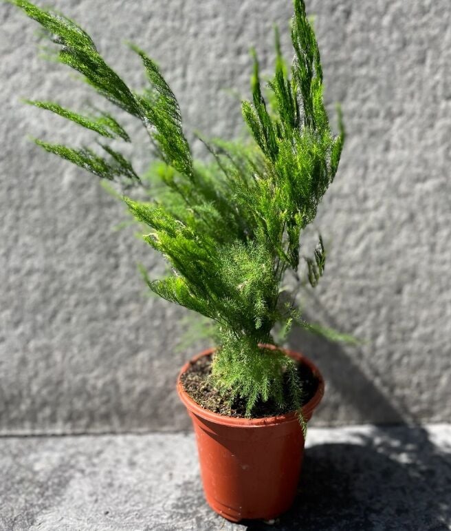 Asparagus pyramidalis