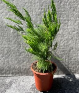 Asparagus pyramidalis