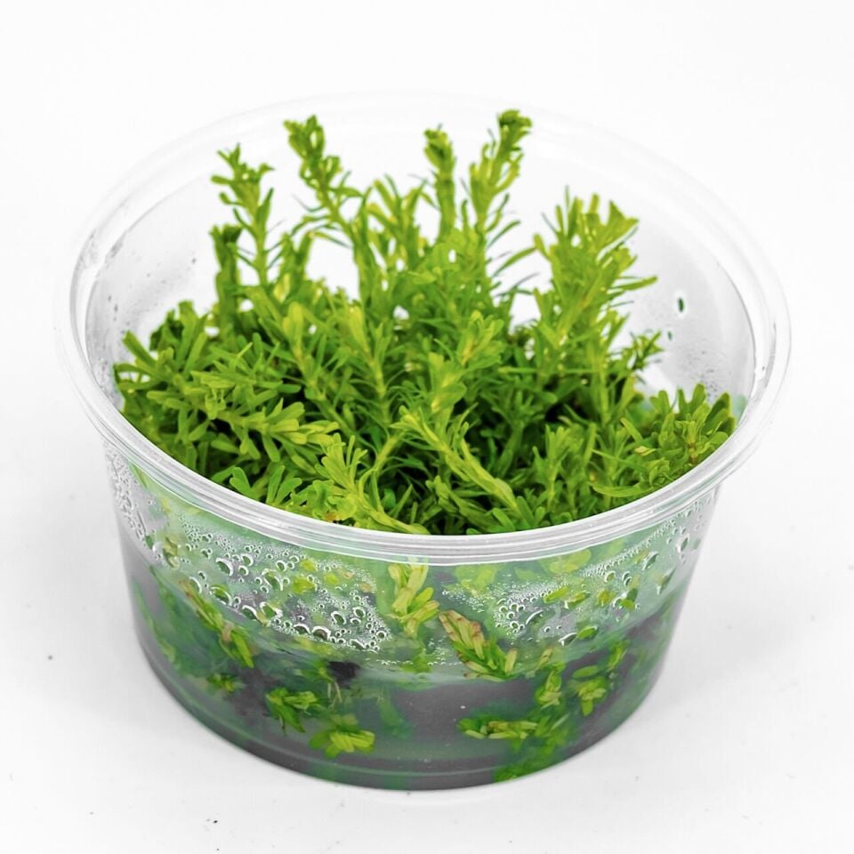 Mayaca fluviatilis EX VITRO