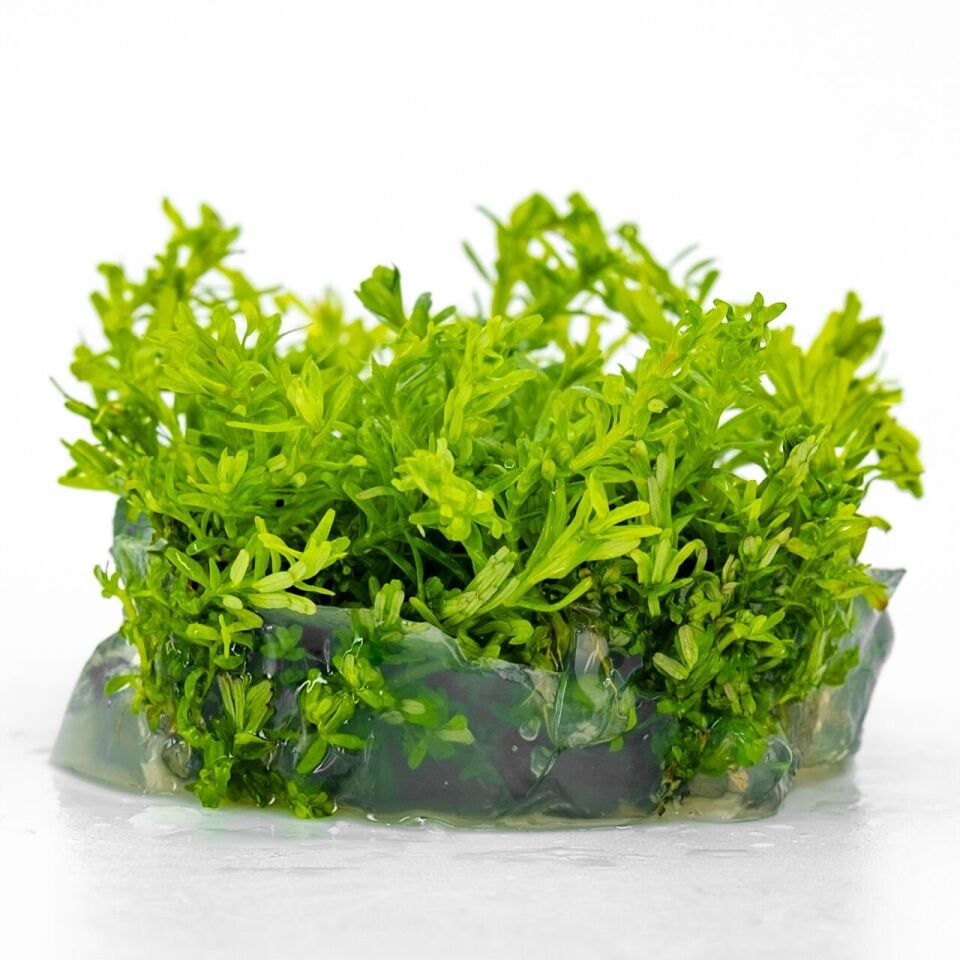 Mayaca fluviatilis EX VITRO