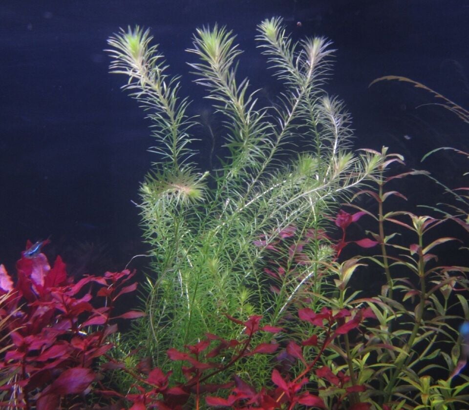 Mayaca fluviatilis EX VITRO