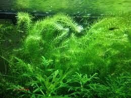 Mayaca fluviatilis EX VITRO