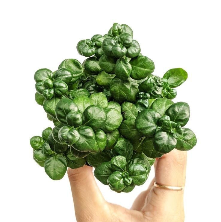 Pilea bathroom bubbles EX VITRO