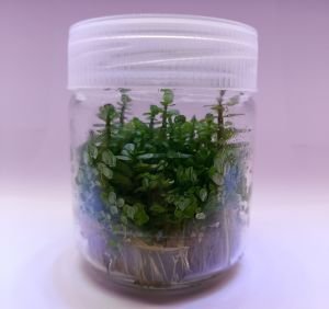 Ammannia / Rotala bonsai IN VITRO JAR (KAVANOZ)