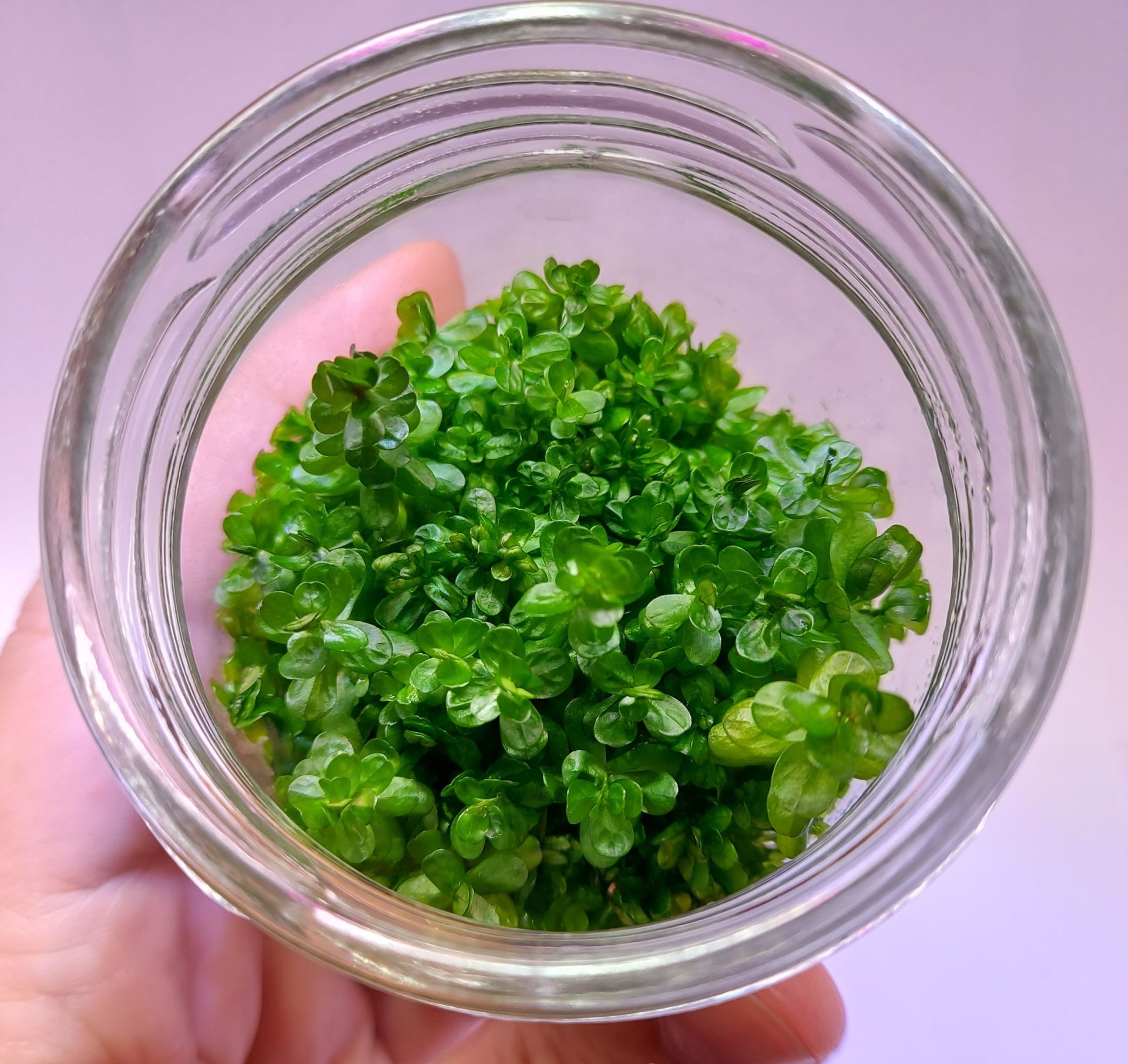 Ammannia / Rotala bonsai IN VITRO JAR (KAVANOZ)