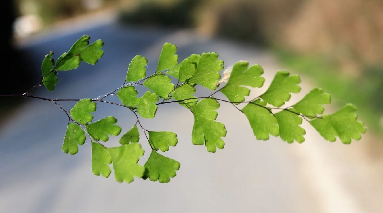Adiantum capillus-veneris İTHAL BUKET