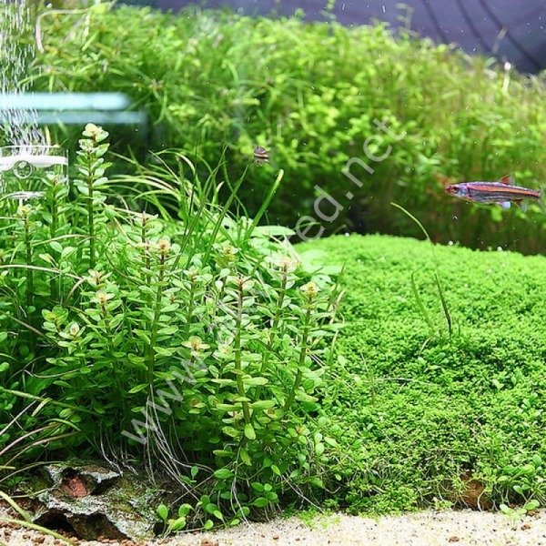 Ammannia / Rotala bonsai IN VITRO JAR (KAVANOZ)