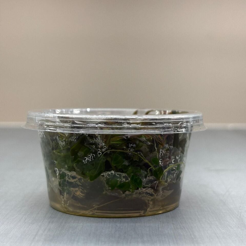 Hygrophila ringens EX VITRO