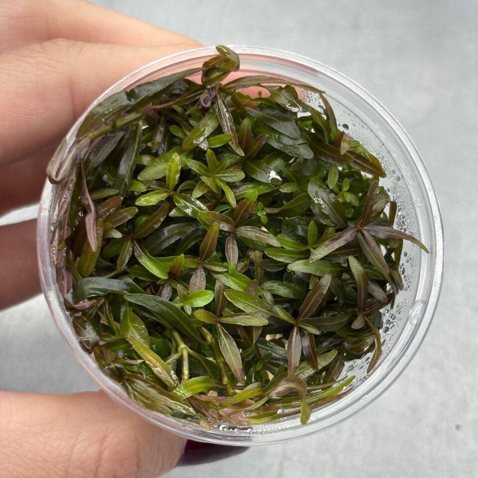 Hygrophila ringens EX VITRO