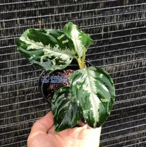 Aglaonema pictum (Roxb.) Kunth Bicolor
