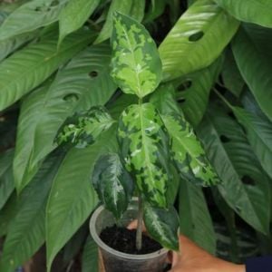 Aglaonema pictum (Roxb.) Kunth Tricolor