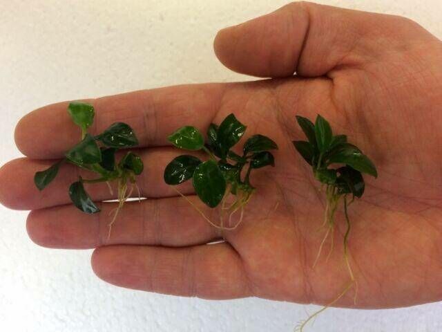 Anubias nana petite ADET - APC ÖN SİPARİŞ