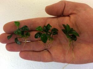Anubias nana petite ADET - APC ÖN SİPARİŞ