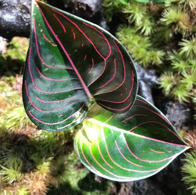 Aglaonema rotundum N.E.Br