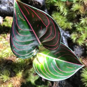 Aglaonema rotundum N.E.Br