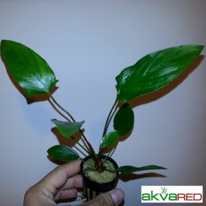 Anubias hastifolia ADET - APC ÖN SİPARİŞ