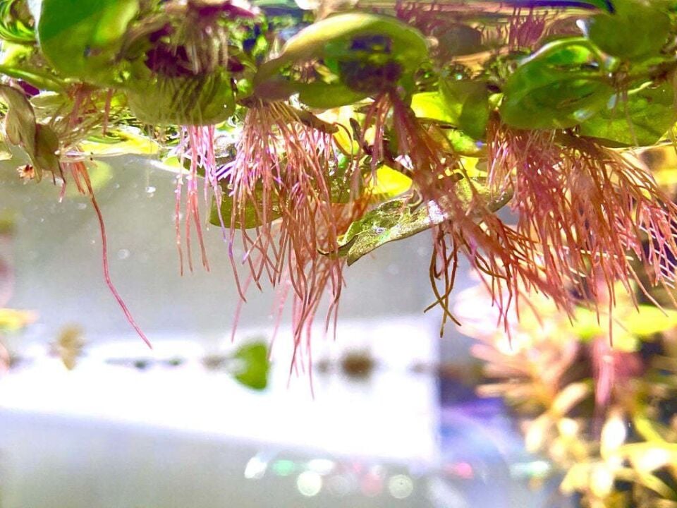 Phyllanthus fluitans red EX VİTRO