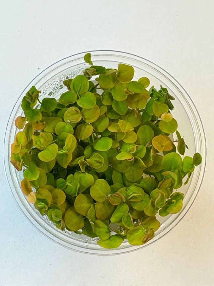 Phyllanthus fluitans red EX VITRO
