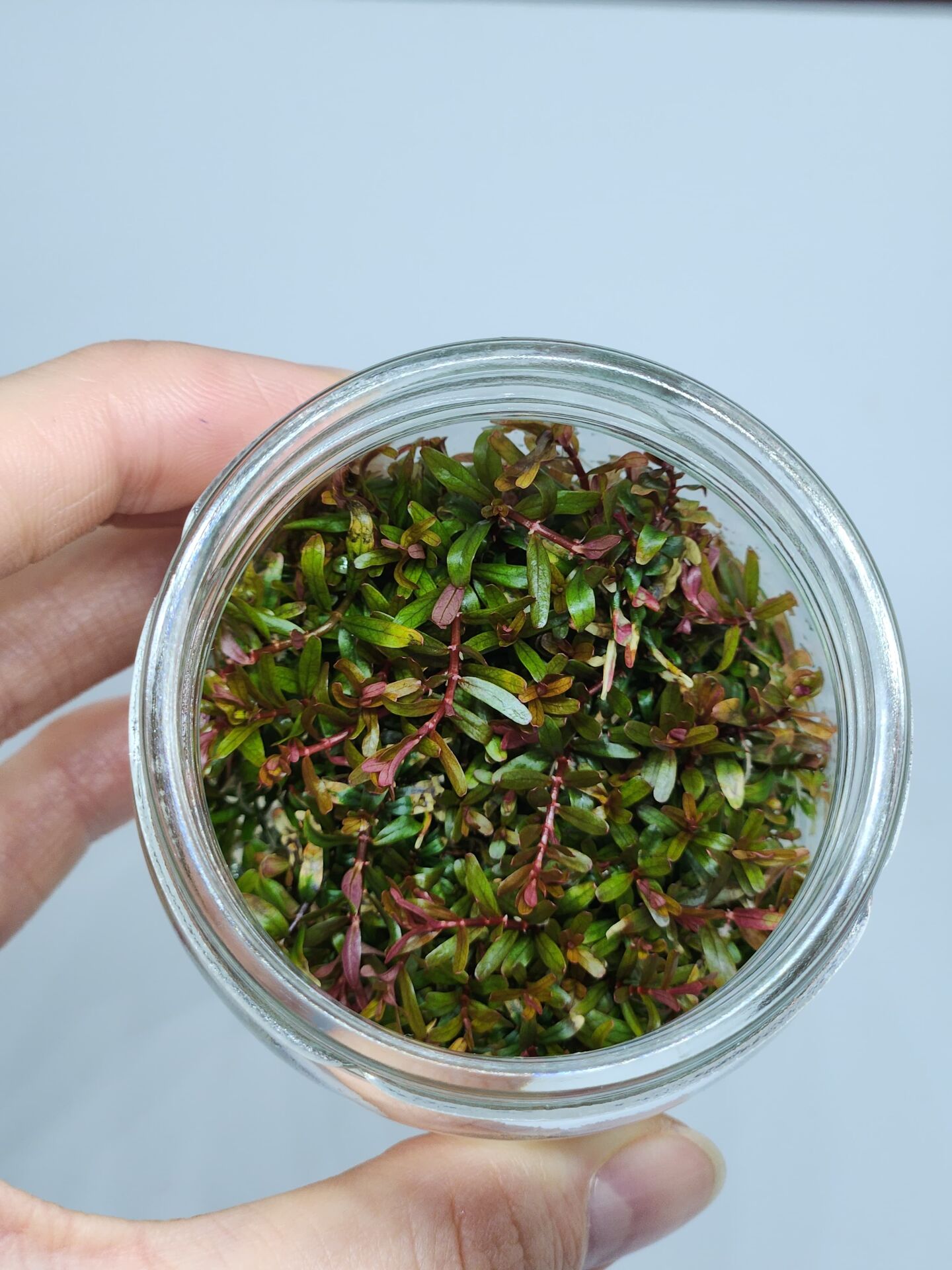 Rotala H'ra IN VITRO JAR (KAVANOZ)