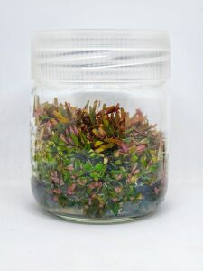 Rotala H'ra IN VITRO JAR (KAVANOZ)