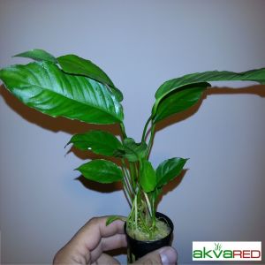 Anubias heterophylla Büyük Boy ADET - APC ÖN SİPARİŞ