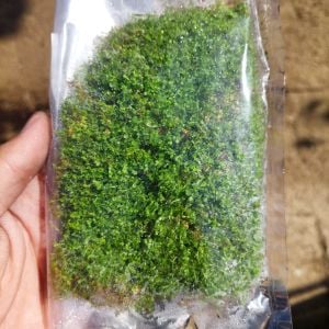 Hemianthus callitrichoides 'cuba PORSİYON 9X8cm