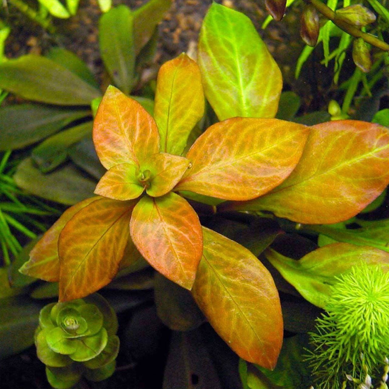 Ludwigia ovalis EX VITRO