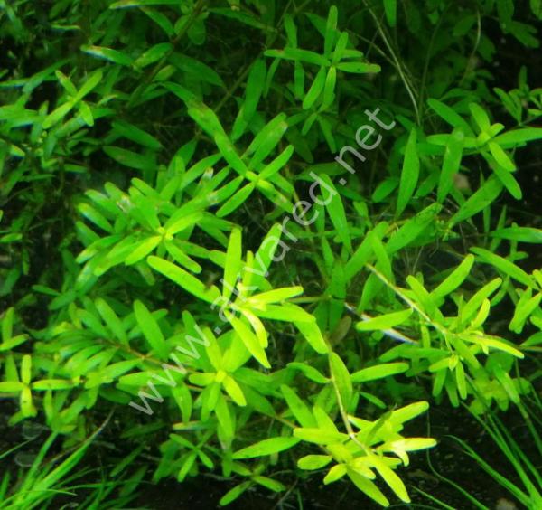 Rotala ceylon SAKSI