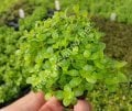 Rotala ceylon SAKSI