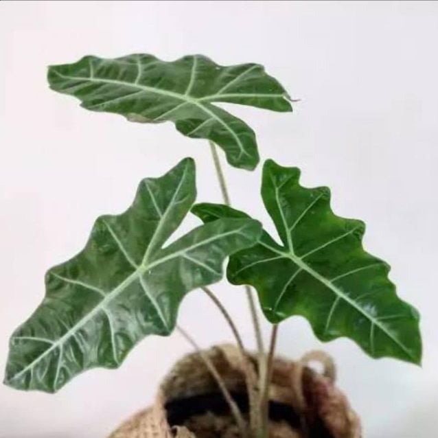 Alocasia Amazonica (A. longiloba x A. sanderiana)