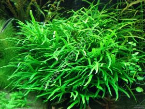 Microsorum pteropus philippine SAKSI - APC ÖN SİPARİŞ