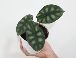Alocasia baginda ''Dragon Scale'' Kurniawan & P.C.Boyce