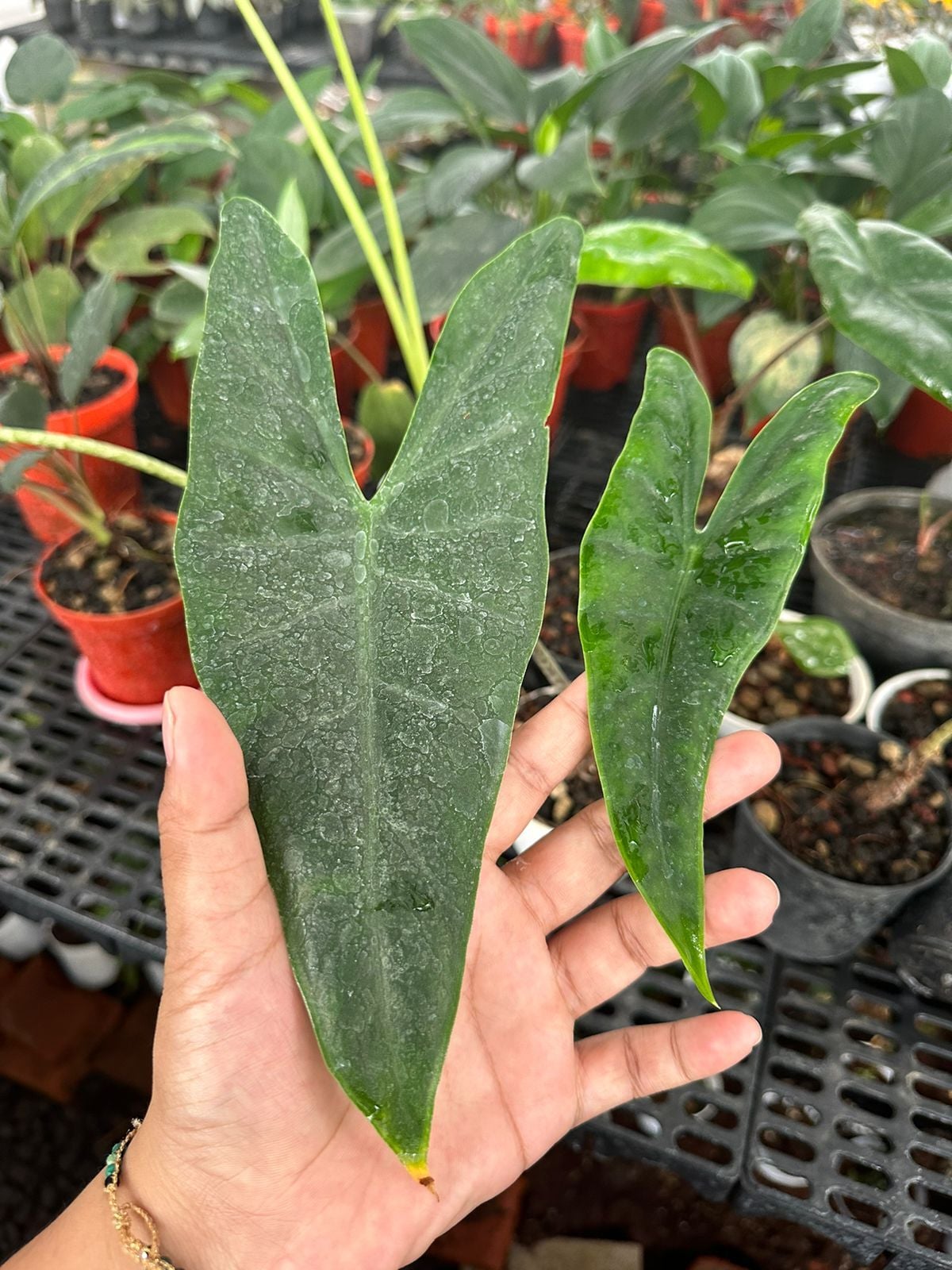 Alocasia sulawesi sp. ÖN SİPARİŞ