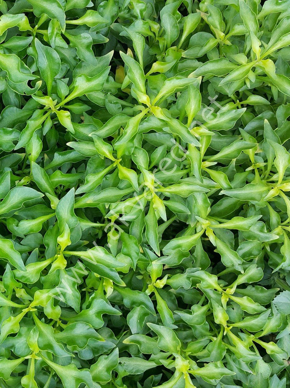 Alternanthera bettzickiana green İTHAL BUKET