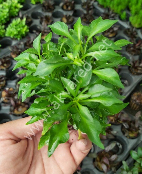 Alternanthera bettzickiana green İTHAL BUKET