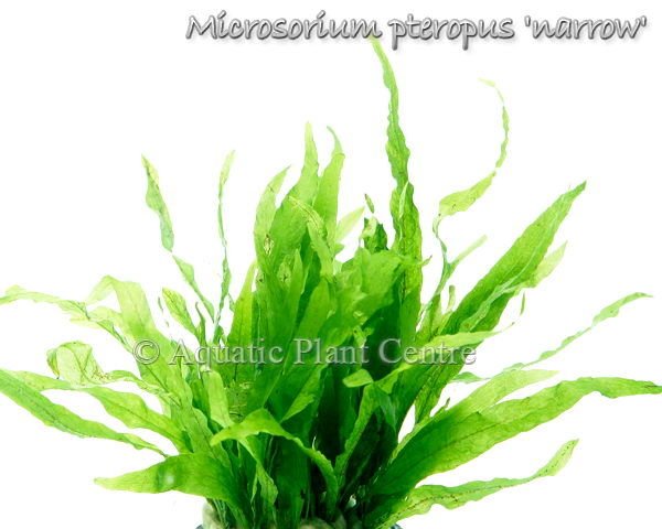 Microsorum pteropus narrow SAKSI - APC ÖN SİPARİŞ